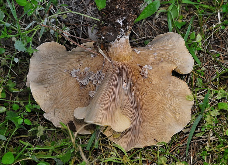 Lepista panaeolus